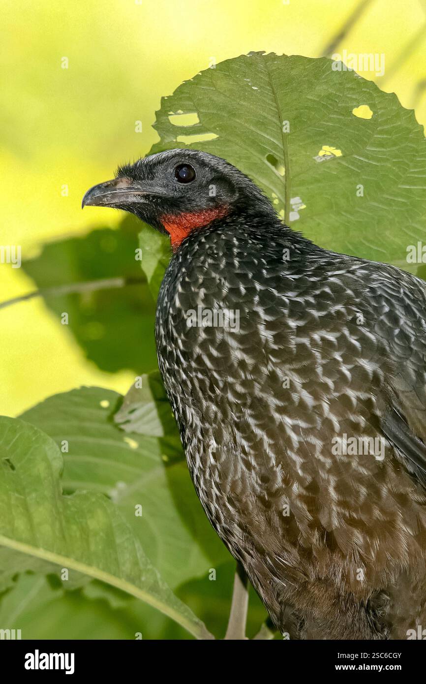 Tuyauterie à front noir guan, Penelope jacutinga, oiseau unique sur branche, Brésil Banque D'Images