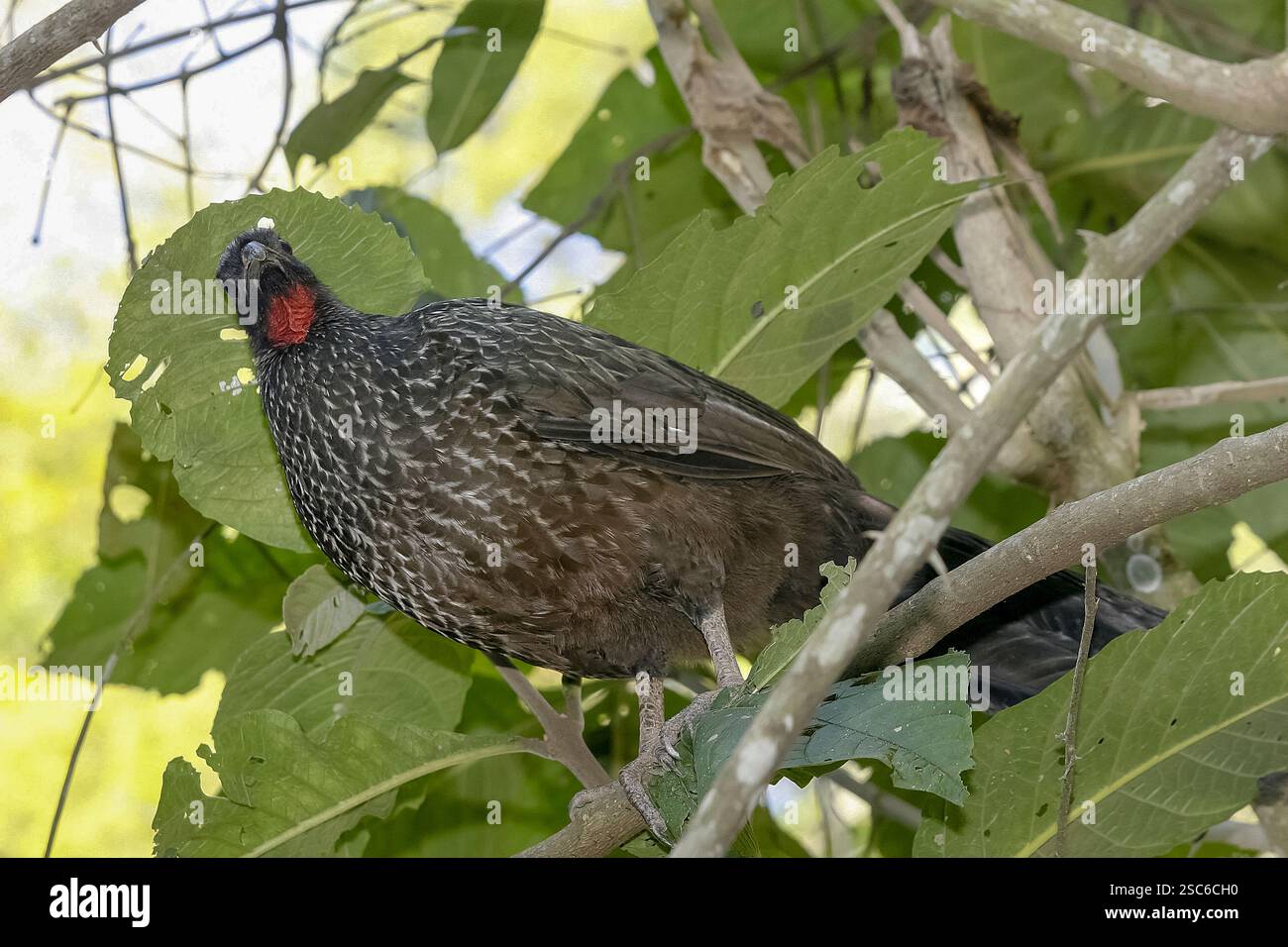 Tuyauterie à front noir guan, Penelope jacutinga, oiseau unique sur branche, Brésil Banque D'Images