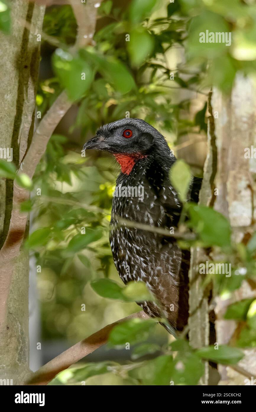 Tuyauterie à front noir guan, Penelope jacutinga, oiseau unique sur branche, Brésil Banque D'Images