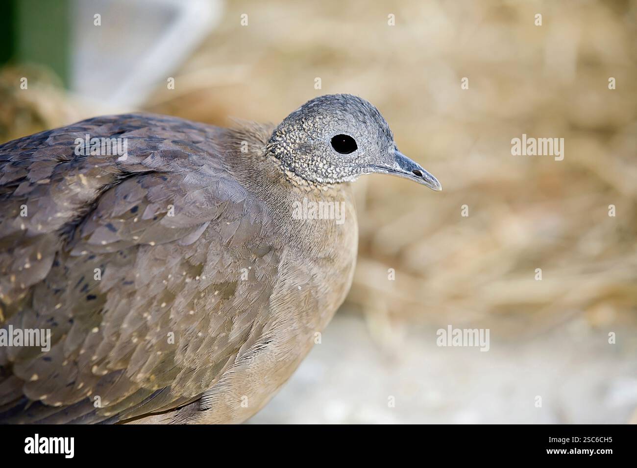Macuco, le tinamou solitaire (Tinamus solitarius) est une espèce d'oiseau de terre paléognath. Cette espèce est indigène à la forêt atlantique de l'est du Brésil. Banque D'Images
