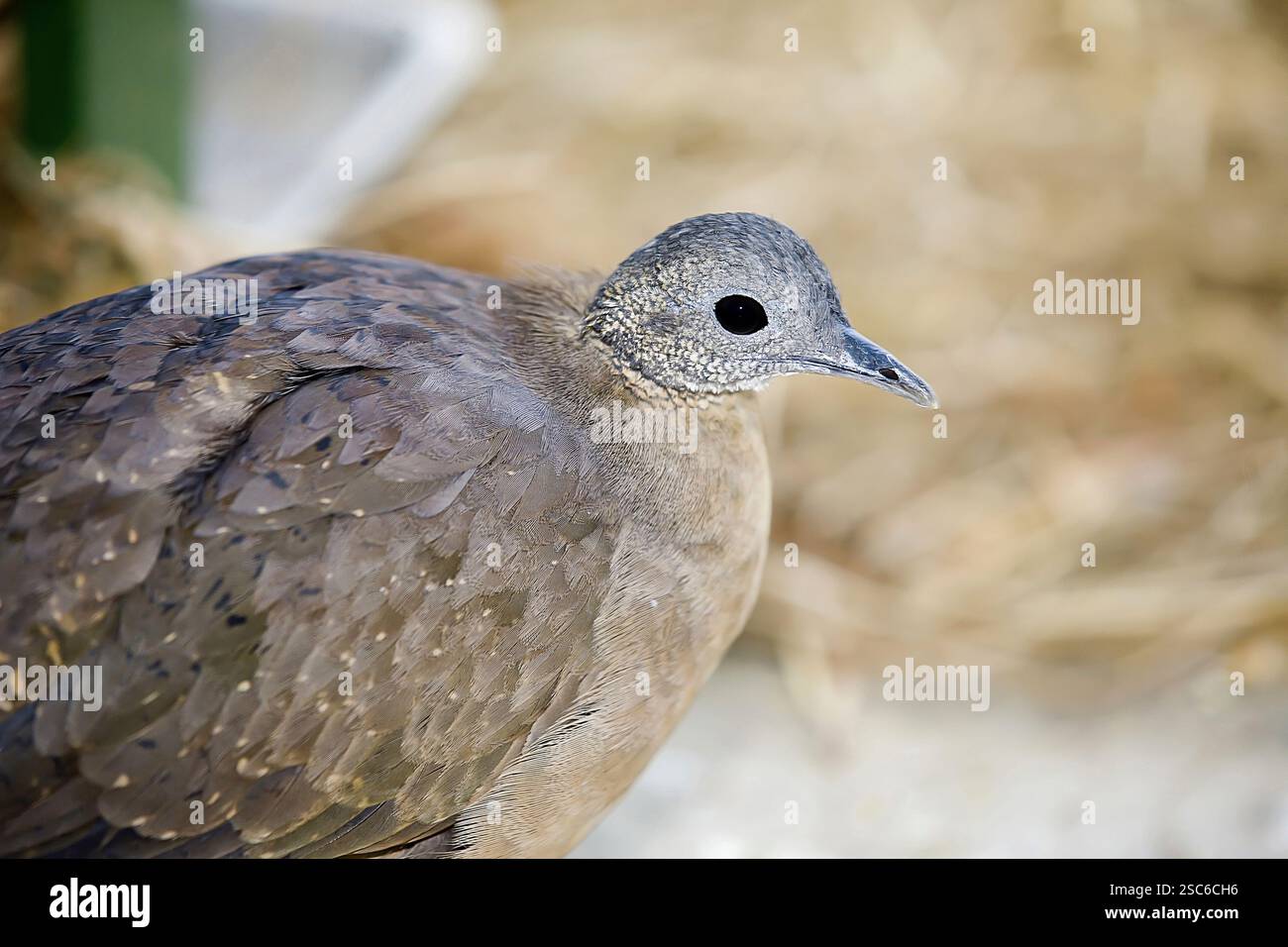 Tinamou Solitaire, Tinamus solitarius, oiseau de la famille Tinamidae, endémique de l'Amérique du Sud et typique de la Forêt Atlantique biome Banque D'Images