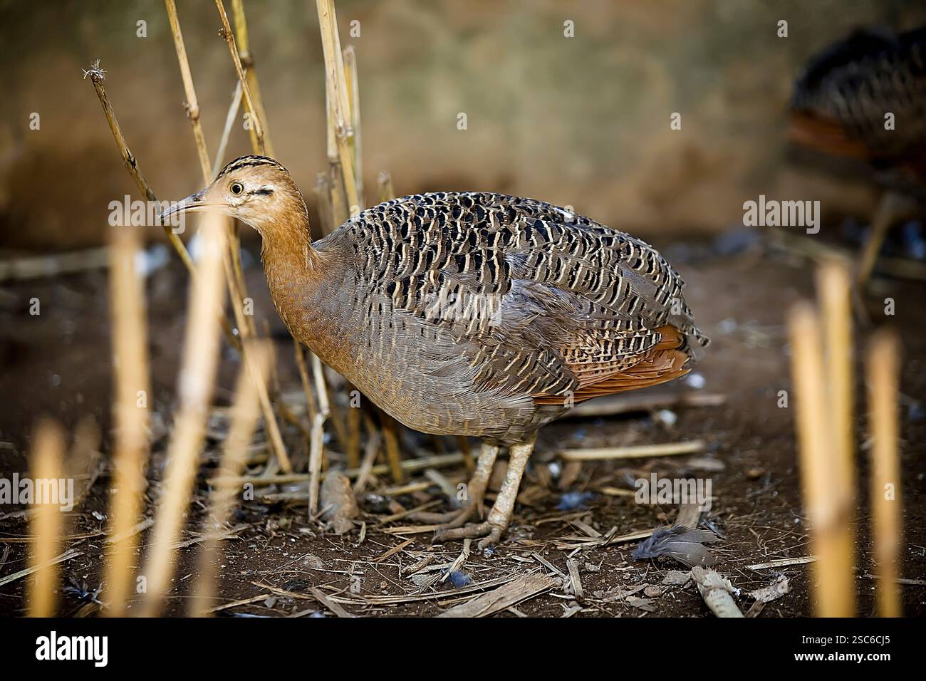 Red-winged tinamou, Rhynchotus rufescens, seul oiseau sur marbre, Brésil Banque D'Images