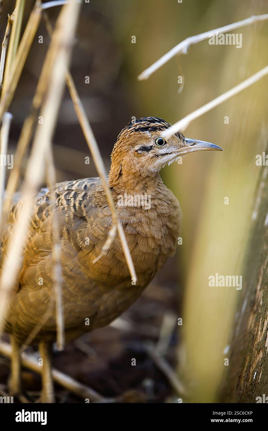 Red-winged tinamou, Rhynchotus rufescens, seul oiseau sur marbre, Brésil Banque D'Images