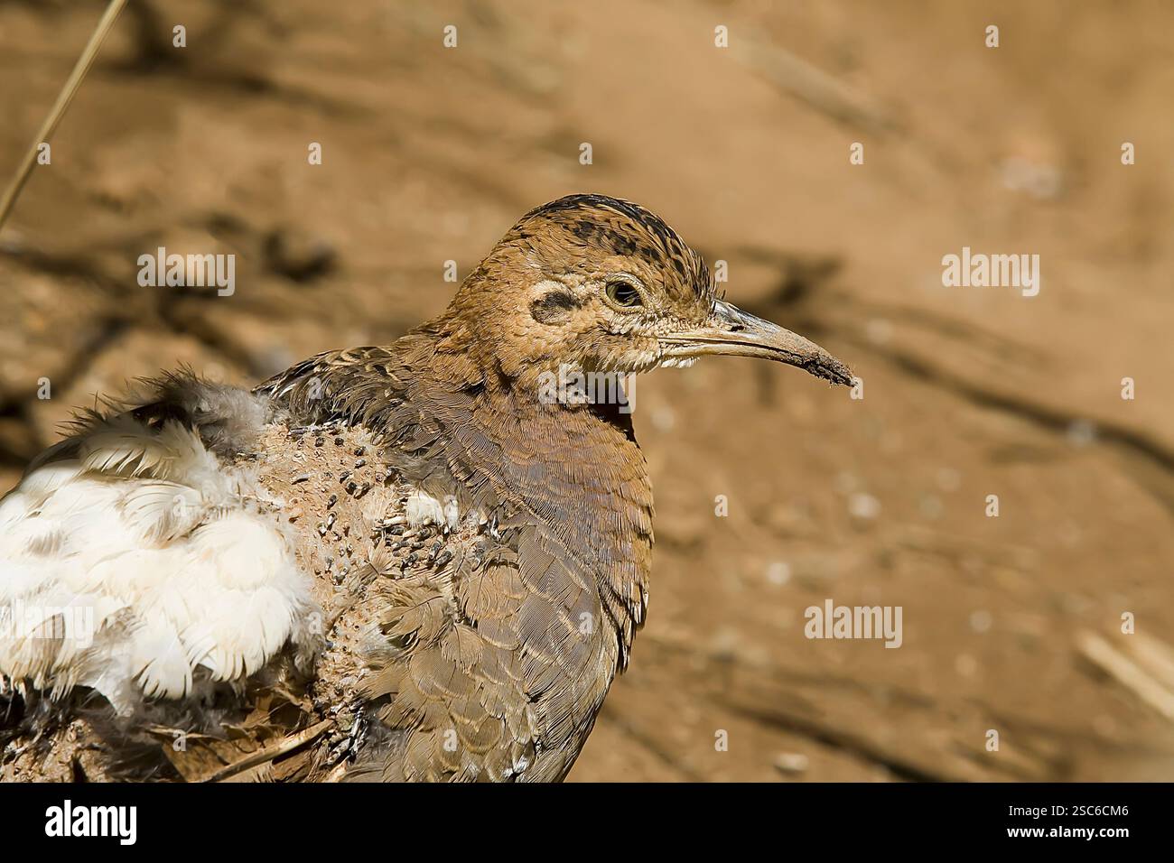 Red-winged tinamou, Rhynchotus rufescens, seul oiseau sur marbre, Brésil Banque D'Images