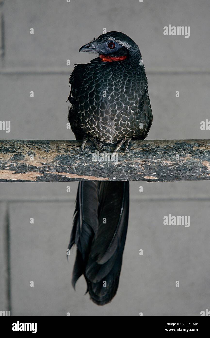 Passepoil noir-guan, Penelope jacutinga, seul oiseau sur branche, Brésil Banque D'Images