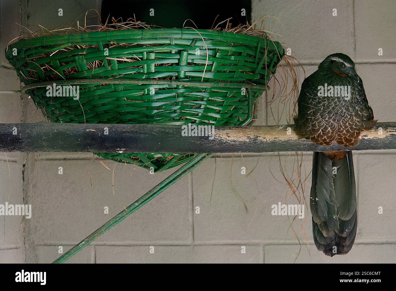 Jacupemba, Penelope superciliaris, oiseau brésilien de forêt atlantique en éleveur Banque D'Images