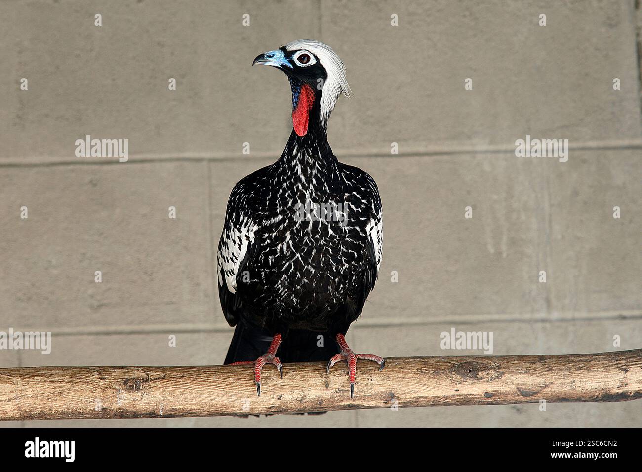 Passepoil noir-guan, Penelope jacutinga, seul oiseau sur branche, Brésil Banque D'Images