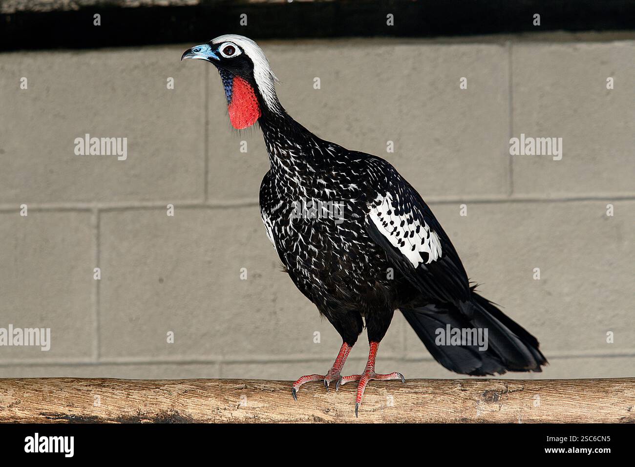 Passepoil noir-guan, Penelope jacutinga, seul oiseau sur branche, Brésil Banque D'Images