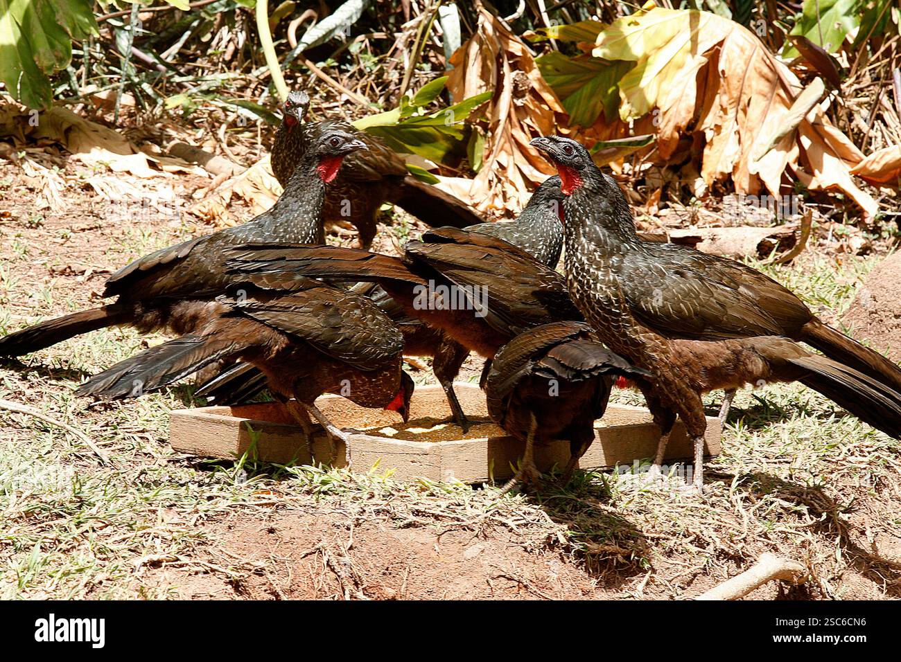 Passepoil noir-guan, Penelope jacutinga, seul oiseau sur branche, Brésil Banque D'Images