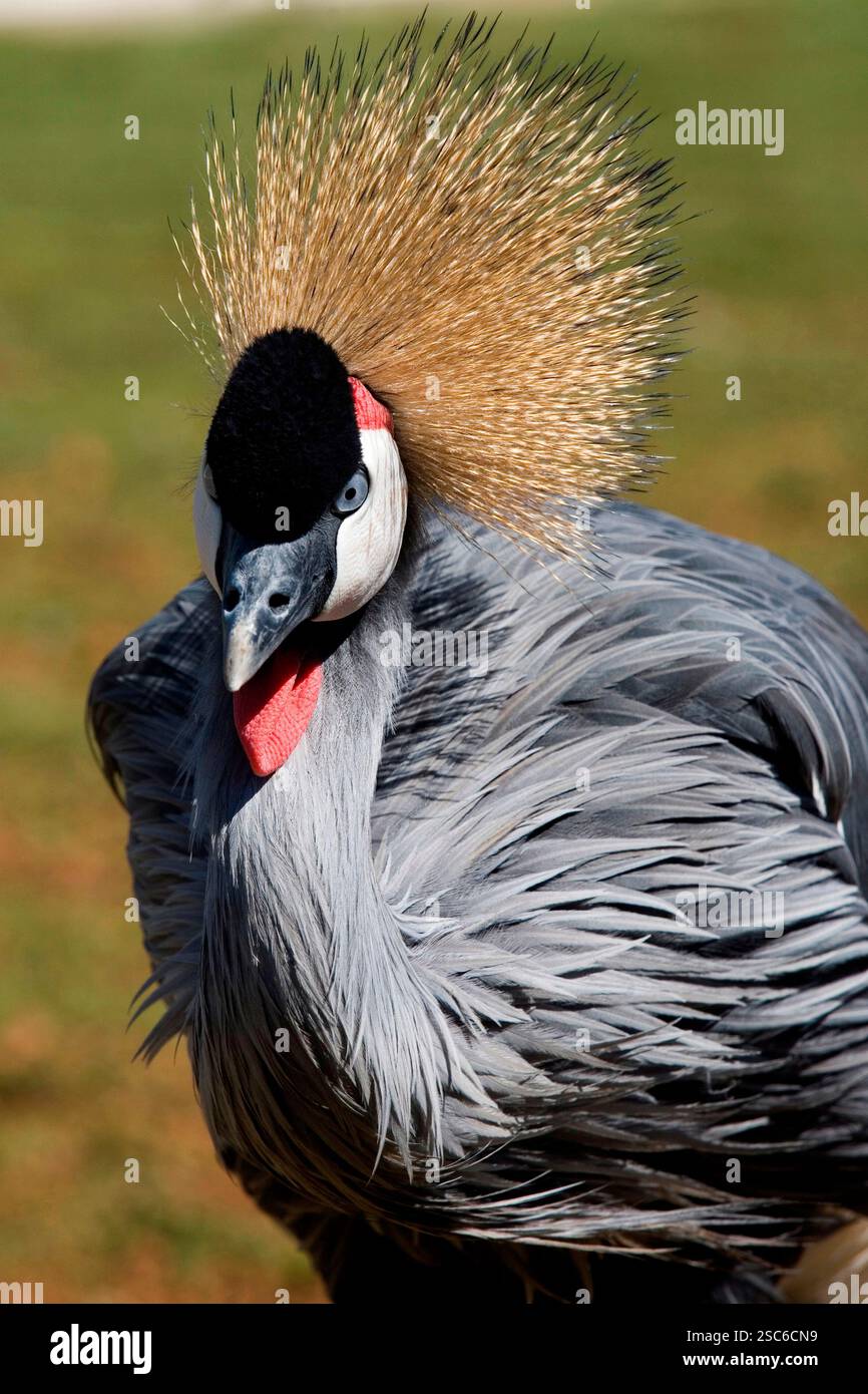 Grue couronnée noire un oiseau qui vivent dans les pays d'Afrique savanah Banque D'Images