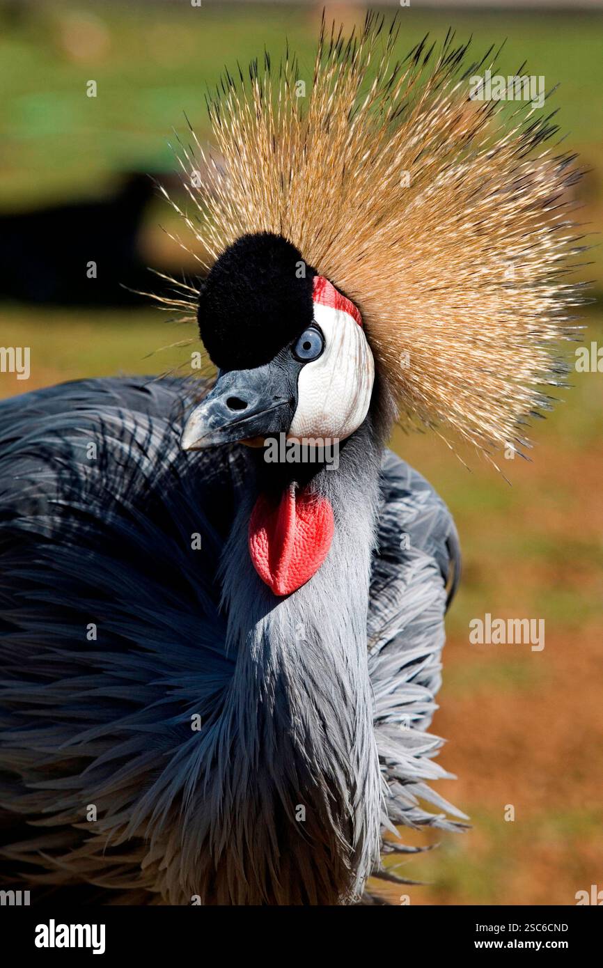 Grue couronnée noire un oiseau qui vivent dans les pays d'Afrique savanah Banque D'Images