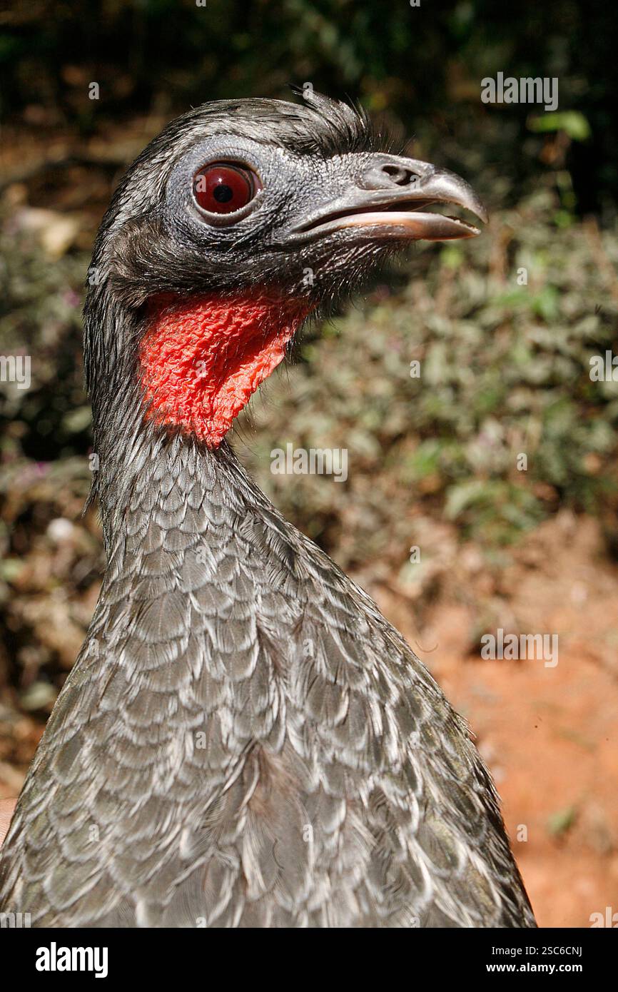 Passepoil noir-guan, Penelope jacutinga, seul oiseau sur branche, Brésil Banque D'Images
