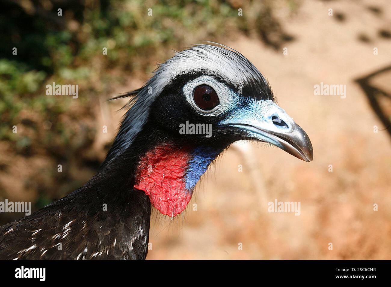 Passepoil noir-guan, Penelope jacutinga, seul oiseau sur branche, Brésil Banque D'Images