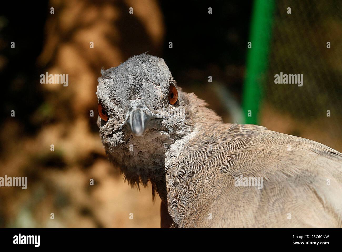 Gros plan de chitam inhambu, Cryptorellus tataupa, oiseau brésilien de la forêt atlantique Banque D'Images