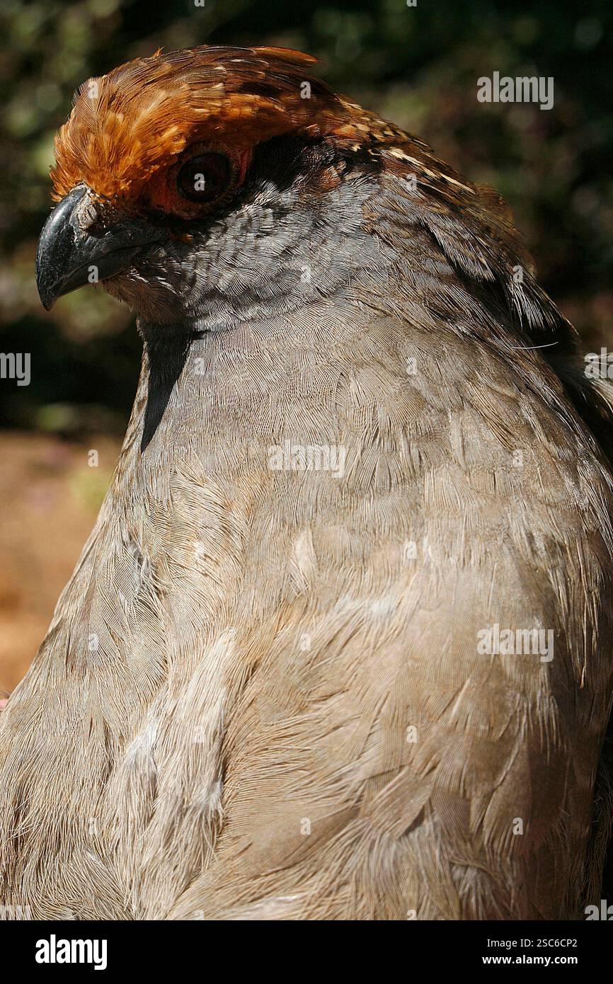 Gros plan sur Uru, Odontophorus capueira, oiseau brésilien de forêt atlantique Banque D'Images