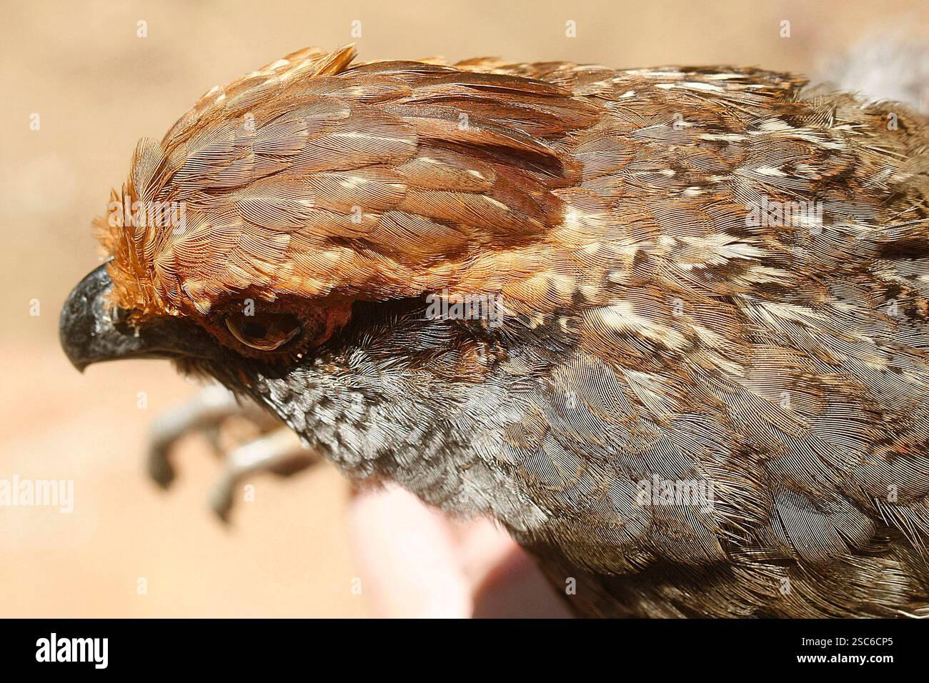 Gros plan sur Uru, Odontophorus capueira, oiseau brésilien de forêt atlantique Banque D'Images