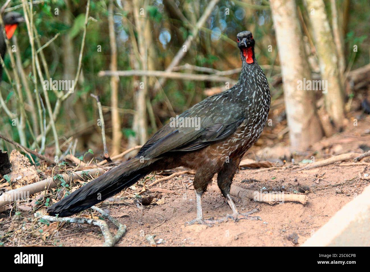 Piping-guan à front noir, Penelope jacutinga, oiseau unique sur votre habitat au Brésil Banque D'Images