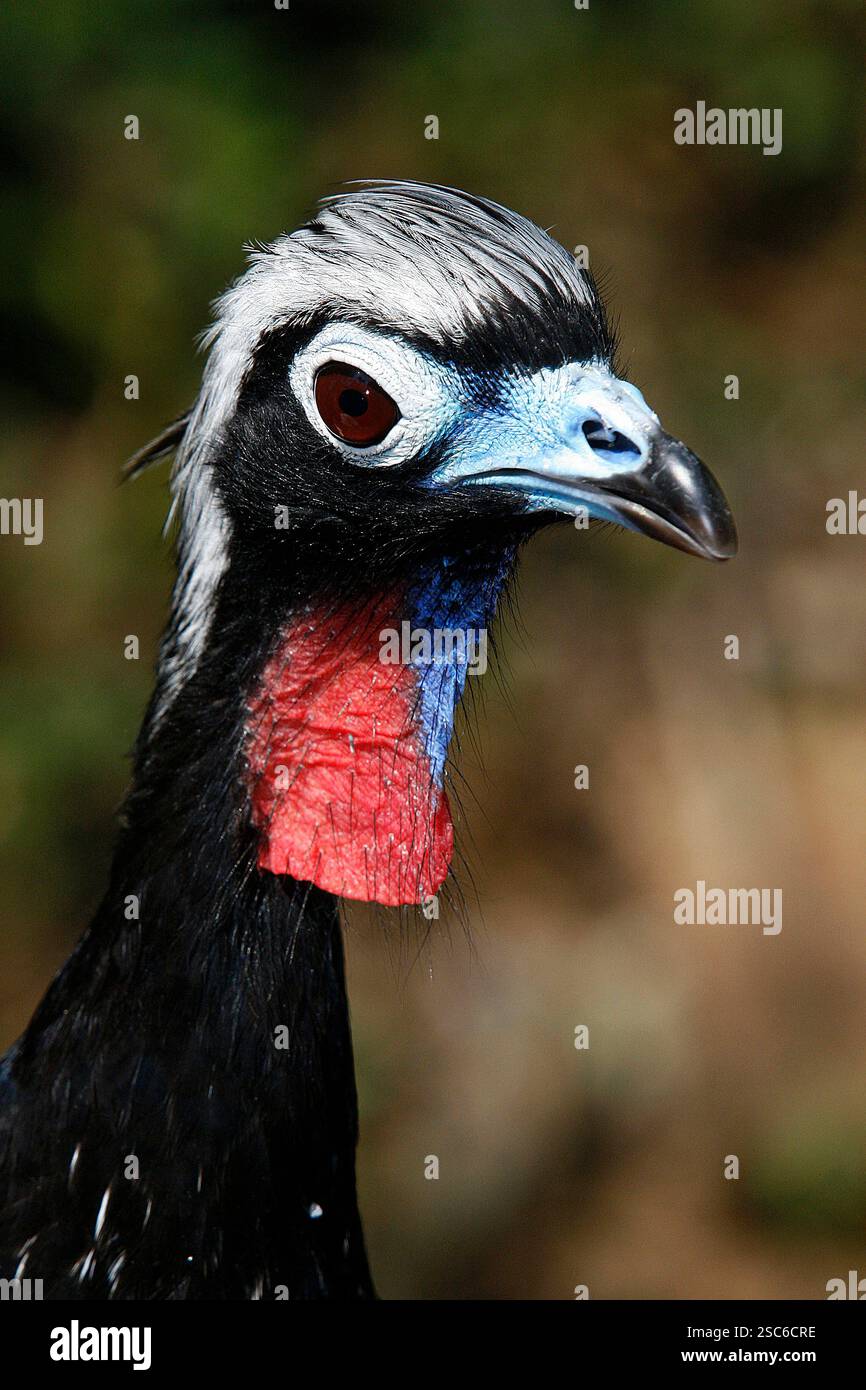 Gros plan de Piping-guan à fronton noir, Penelope jacutinga, oiseau unique sur votre habitat au Brésil Banque D'Images