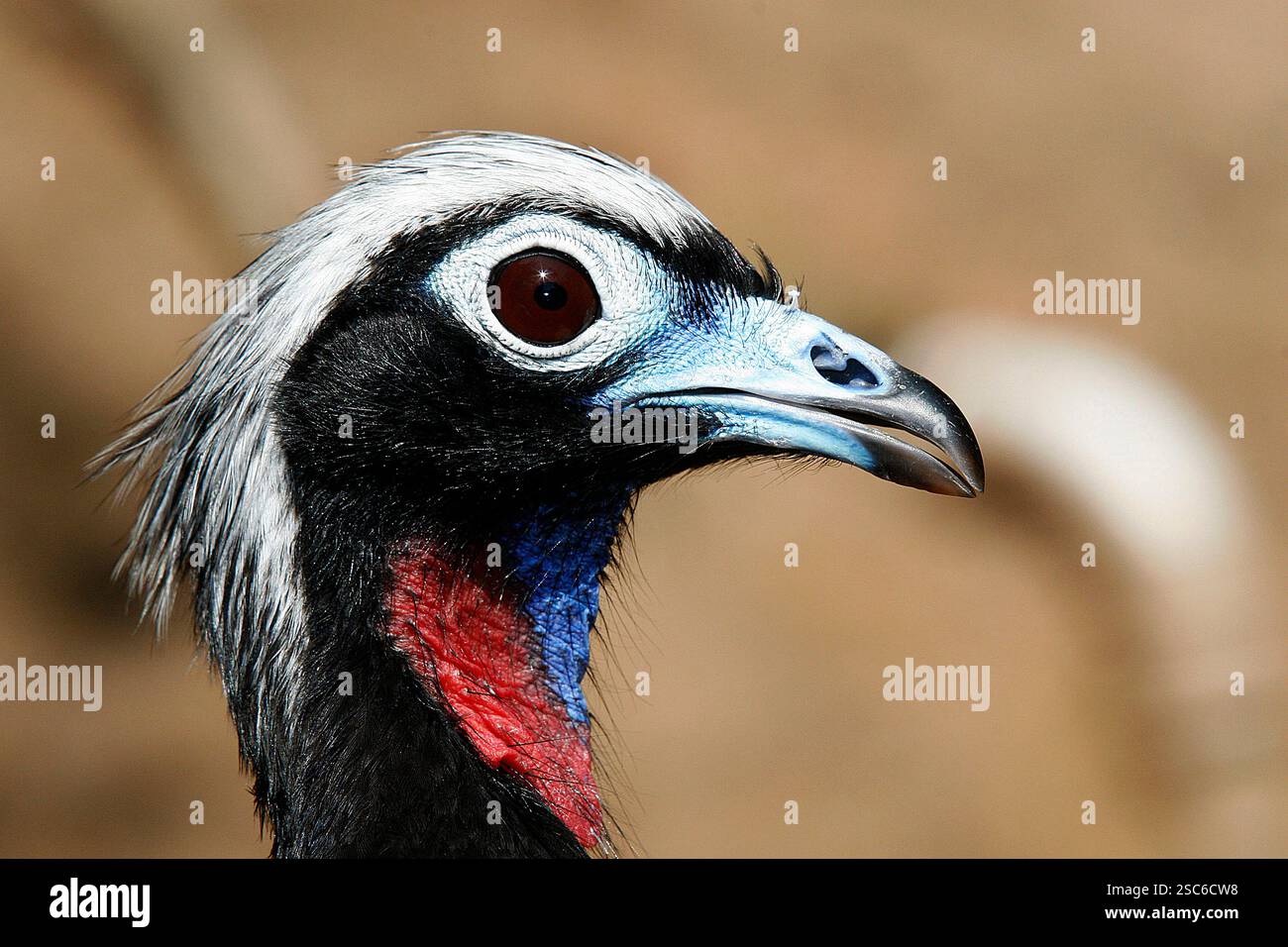 Gros plan de Piping-guan à fronton noir, Penelope jacutinga, oiseau unique sur votre habitat au Brésil Banque D'Images