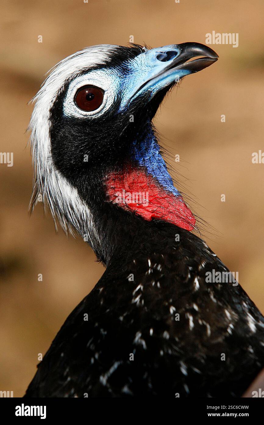 Gros plan de Piping-guan à fronton noir, Penelope jacutinga, oiseau unique sur votre habitat au Brésil Banque D'Images
