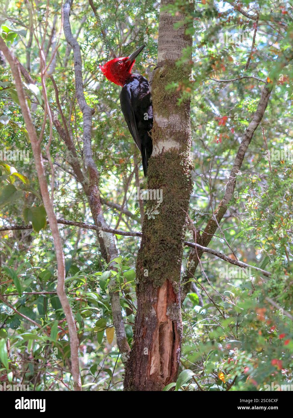 Pic de bois piléé se nourrissant d'un vieux arbre sur la forêt Banque D'Images