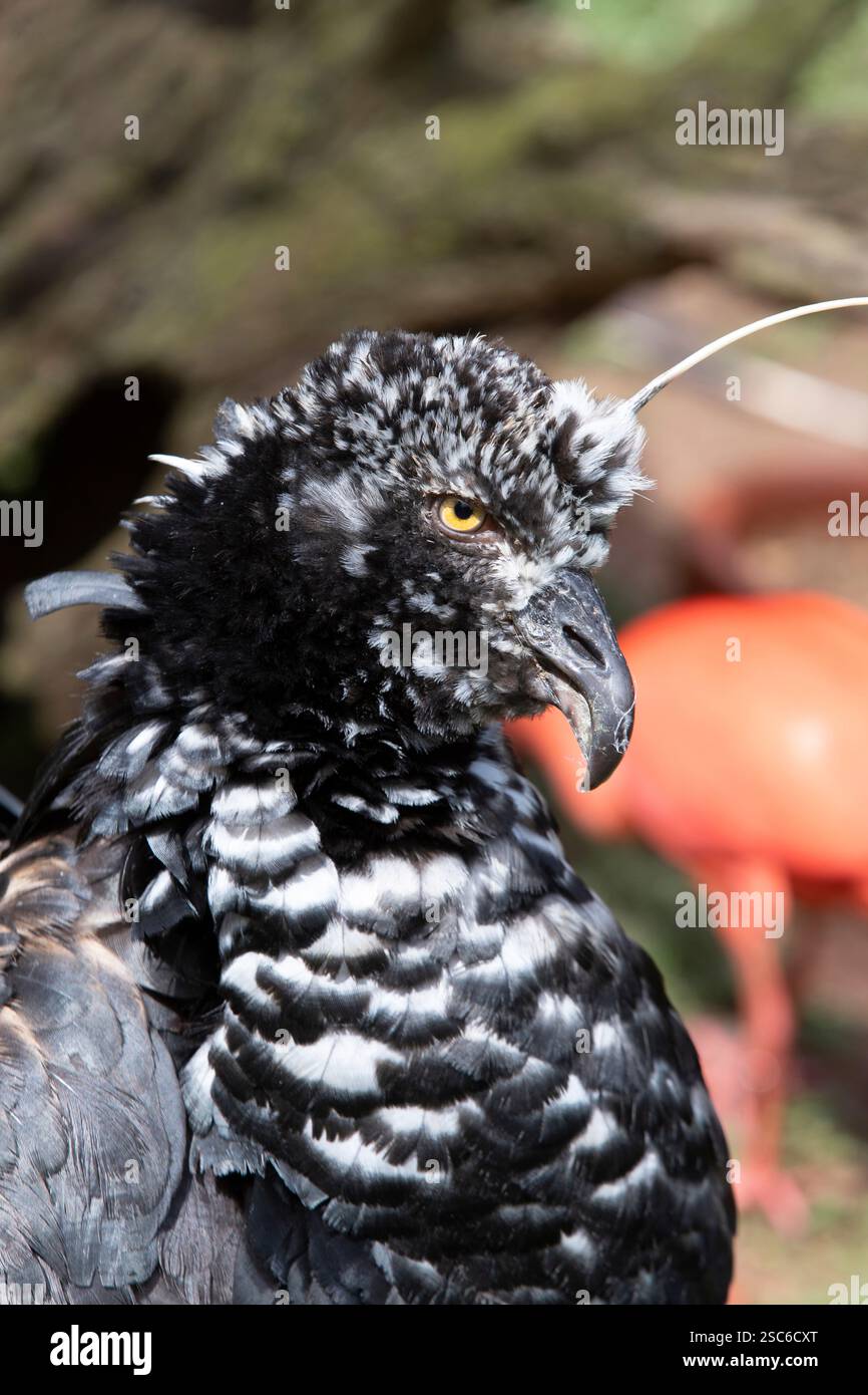 L'oiseau criant à cornes, Anhima cornuta ou anhuma. Brésil. Mise au point sélective Banque D'Images