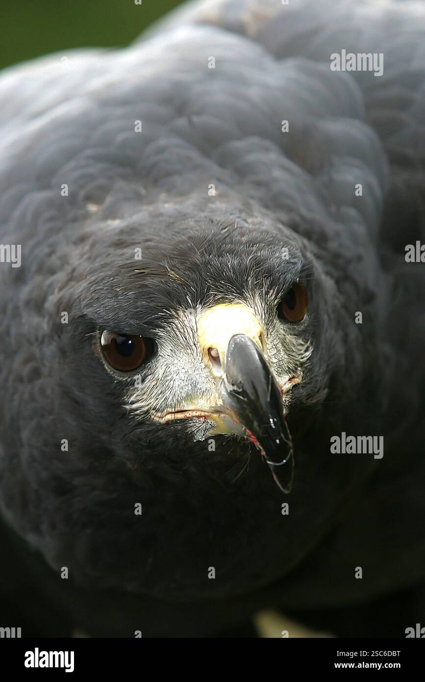 Grand Black-Hawk, Buteogallus ubitinga, portrait détaillé d'oiseau sauvage du Brésil. Observation des oiseaux de l'Amérique du Sud. Gros plan sur un petit aigle Banque D'Images