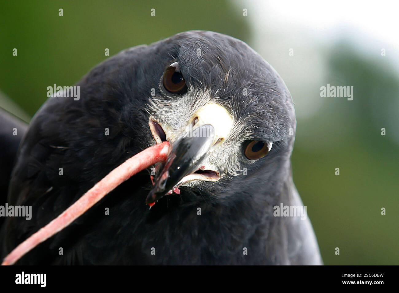 Grand Black-Hawk, Buteogallus ubitinga, portrait détaillé d'oiseau sauvage du Brésil. Observation des oiseaux de l'Amérique du Sud. Gros plan de petit aigle ea Banque D'Images