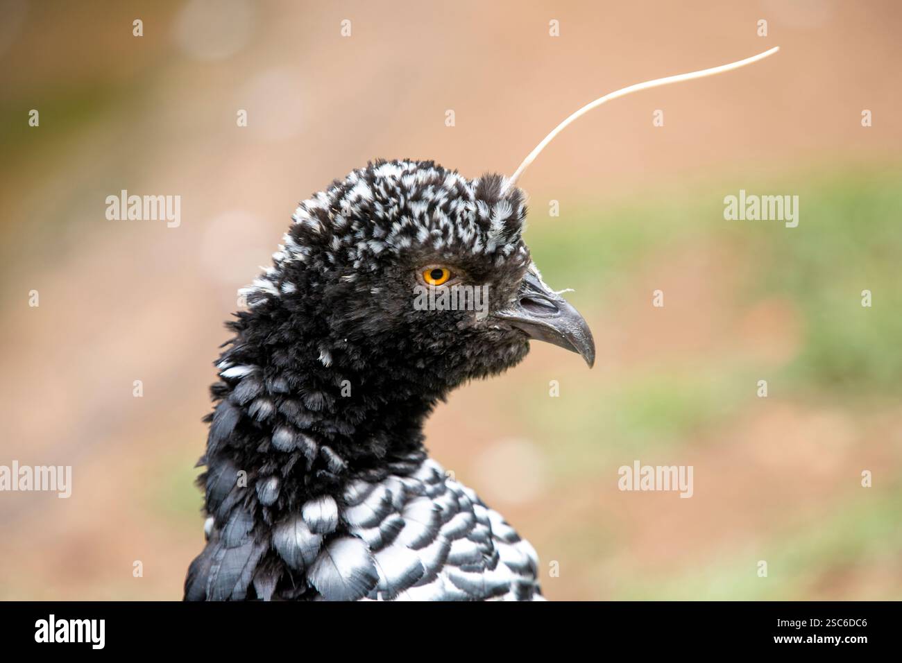 Crieur austral ou crieur à crête, Chauna torquata, oiseau de la famille des Anhimidae présent dans le sud de l'Amérique du Sud Banque D'Images