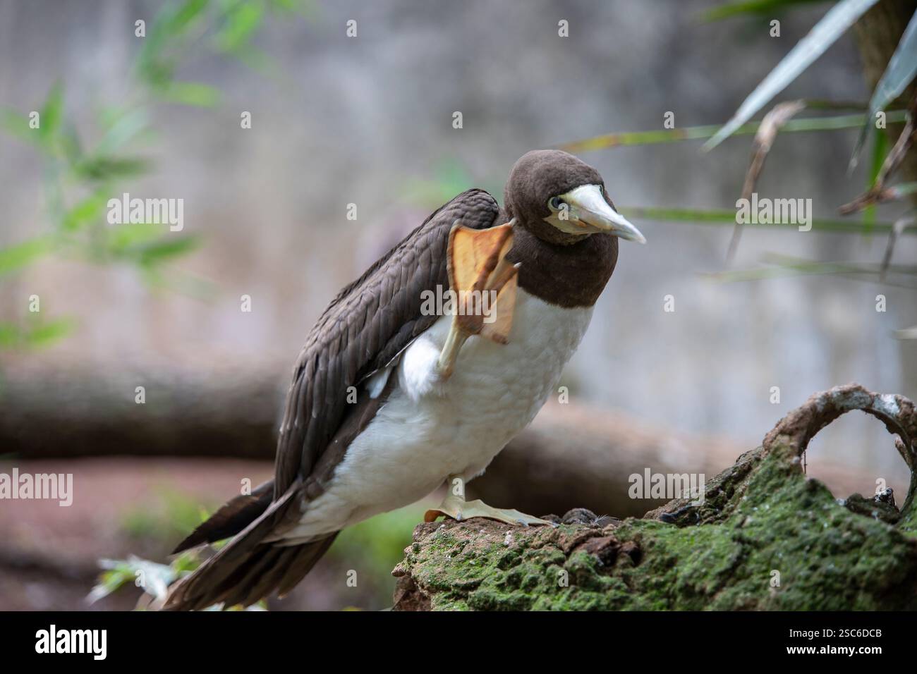 Brown Booby Sula leucogaster est un grand oiseau de mer de la famille des gannets de l'île d'Abrolhos à Bahia, au Brésil Banque D'Images