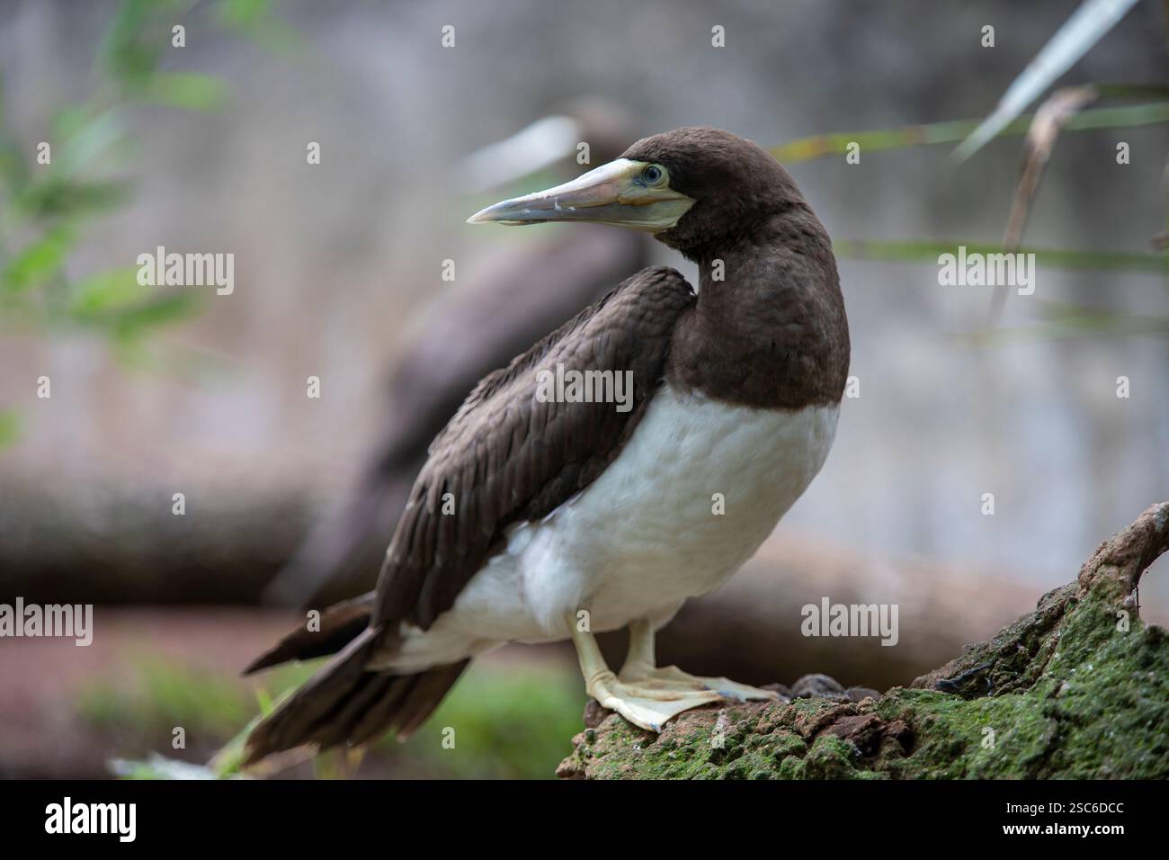 Brown Booby Sula leucogaster est un grand oiseau de mer de la famille des gannets de l'île d'Abrolhos à Bahia, au Brésil Banque D'Images