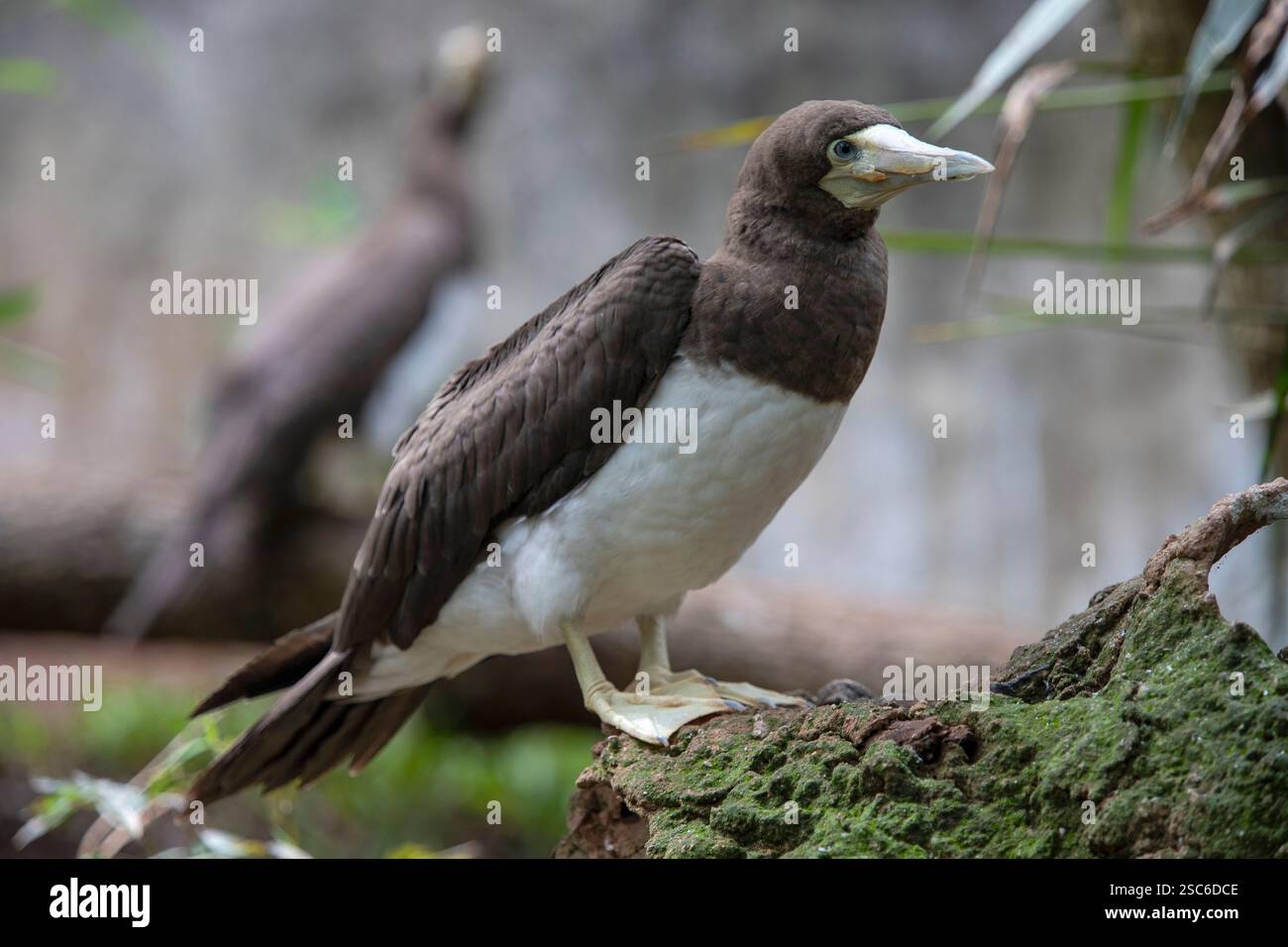 Brown Booby Sula leucogaster est un grand oiseau de mer de la famille des gannets de l'île d'Abrolhos à Bahia, au Brésil Banque D'Images