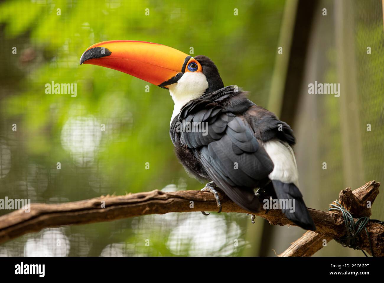 Toco Toucan (Ramphastos toco) assis sur la branche d'un arbre Banque D'Images
