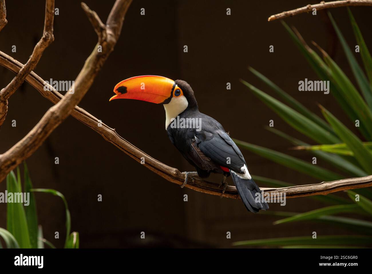 Toco Toucan (Ramphastos toco) assis sur la branche d'un arbre Banque D'Images