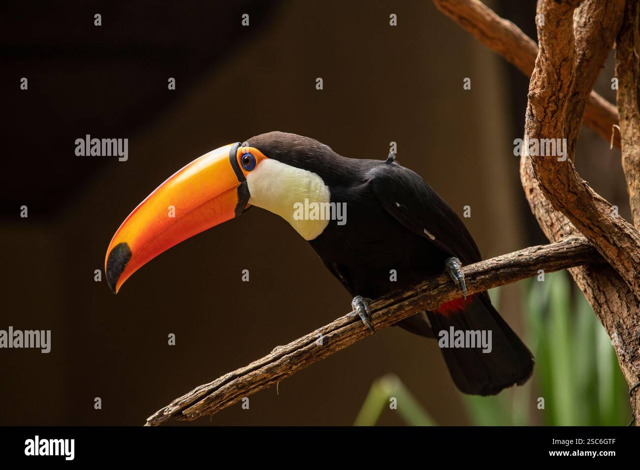 Toco Toucan (Ramphastos toco) assis sur la branche d'un arbre Banque D'Images