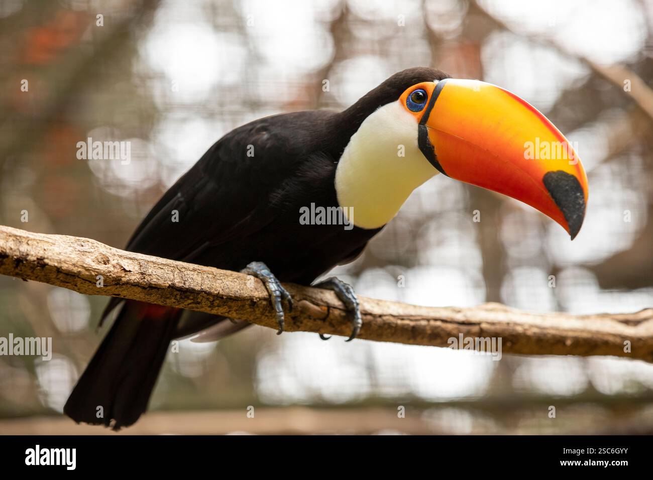 Toco Toucan (Ramphastos toco) assis sur la branche d'un arbre Banque D'Images