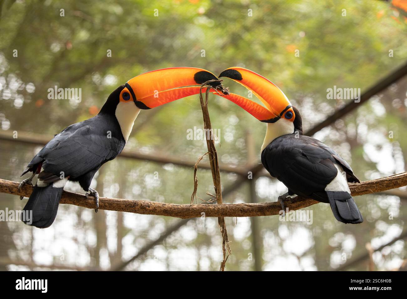 Couple de Toco Toucan (Ramphastos toco) assis sur la branche lutte pour la nourriture Banque D'Images