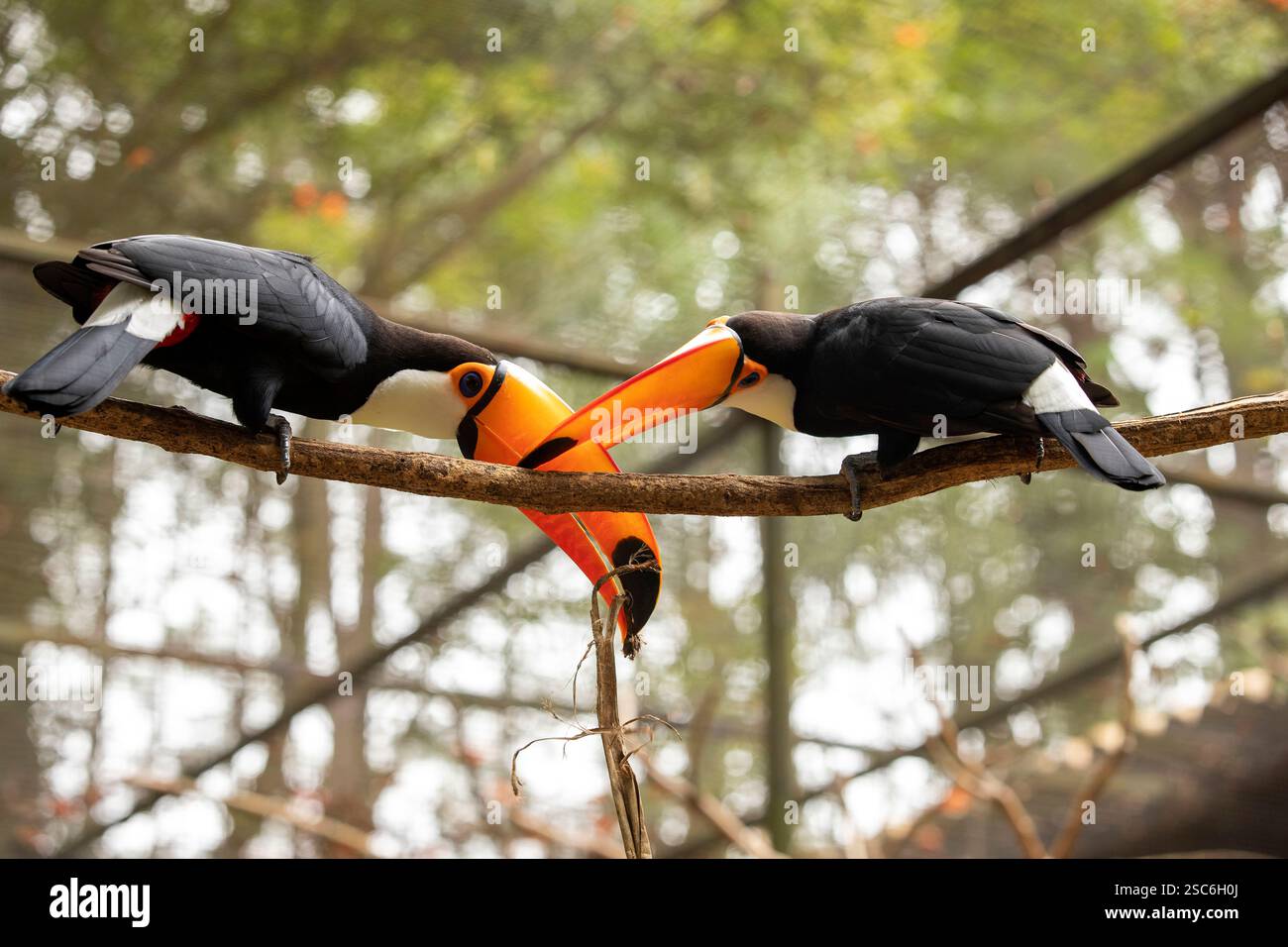 Couple de Toco Toucan (Ramphastos toco) assis sur la branche lutte pour la nourriture Banque D'Images
