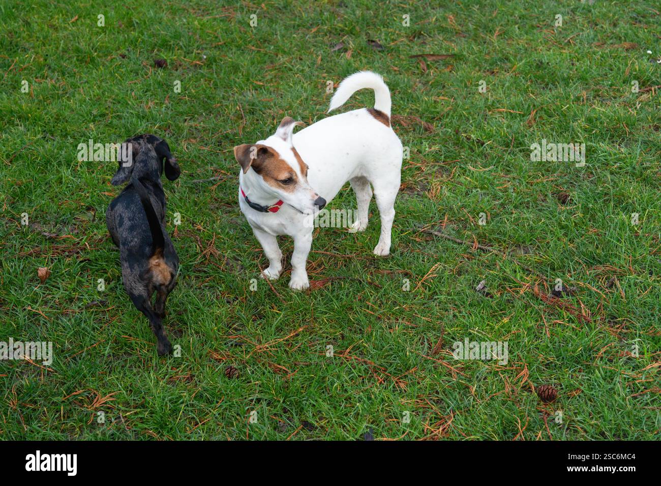 Deux chiens ludiques explorant un parc verdoyant par une journée fraîche Banque D'Images