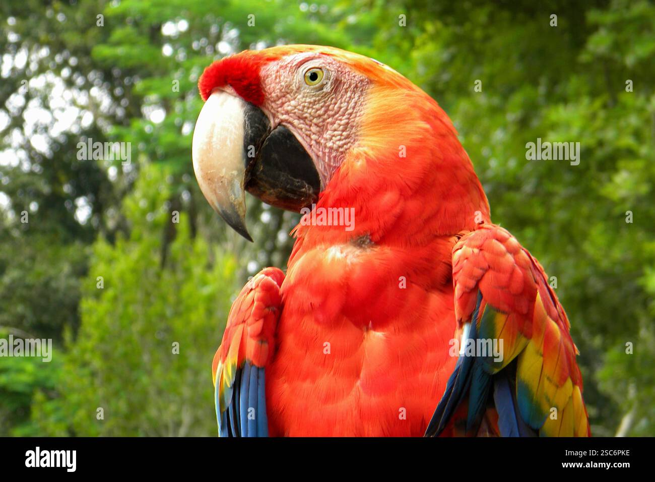 Perroquet. Copan. Honduras. Banque D'Images