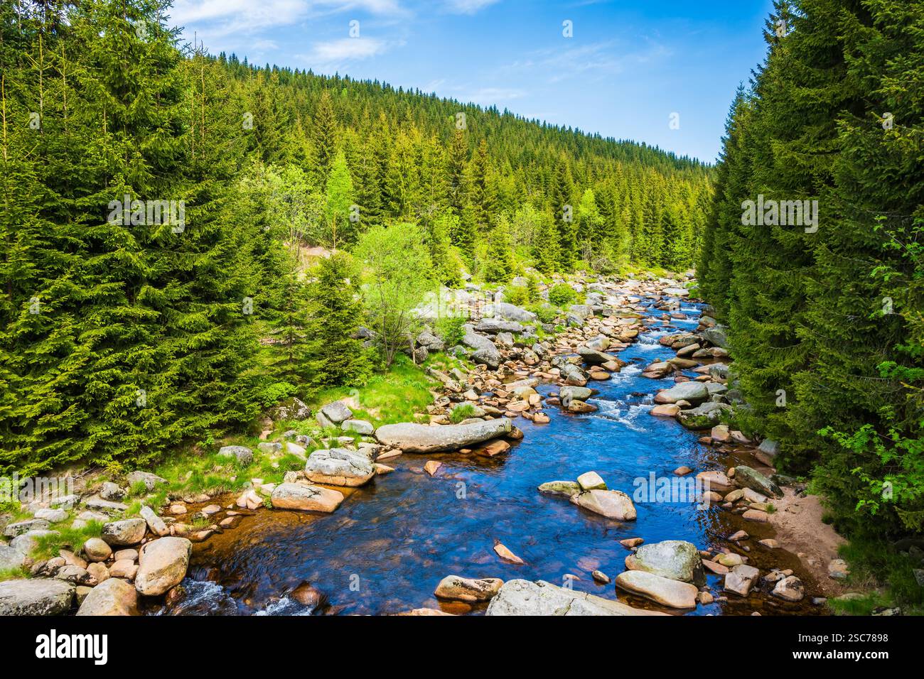 Rivière Jizerka et collines verdoyantes avec des épinettes entre le village de Jizerka et Hala Izerska le jour ensoleillé du printemps, montagnes de Jizera, République tchèque Banque D'Images