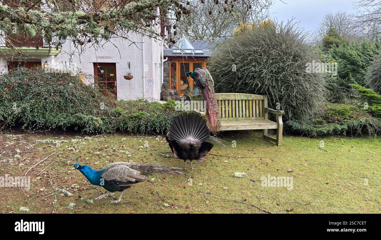 Beaux paons et poules dans un jardin relaxant avec un banc, de l'herbe et des buissons. Animaux sauvages dans la ferme. - Image de stock capturée avec un smartphone
