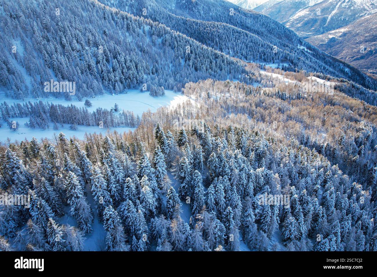 Vue d'en haut des arbres enneigés dans une forêt d'hiver dans les Alpes italiennes Banque D'Images