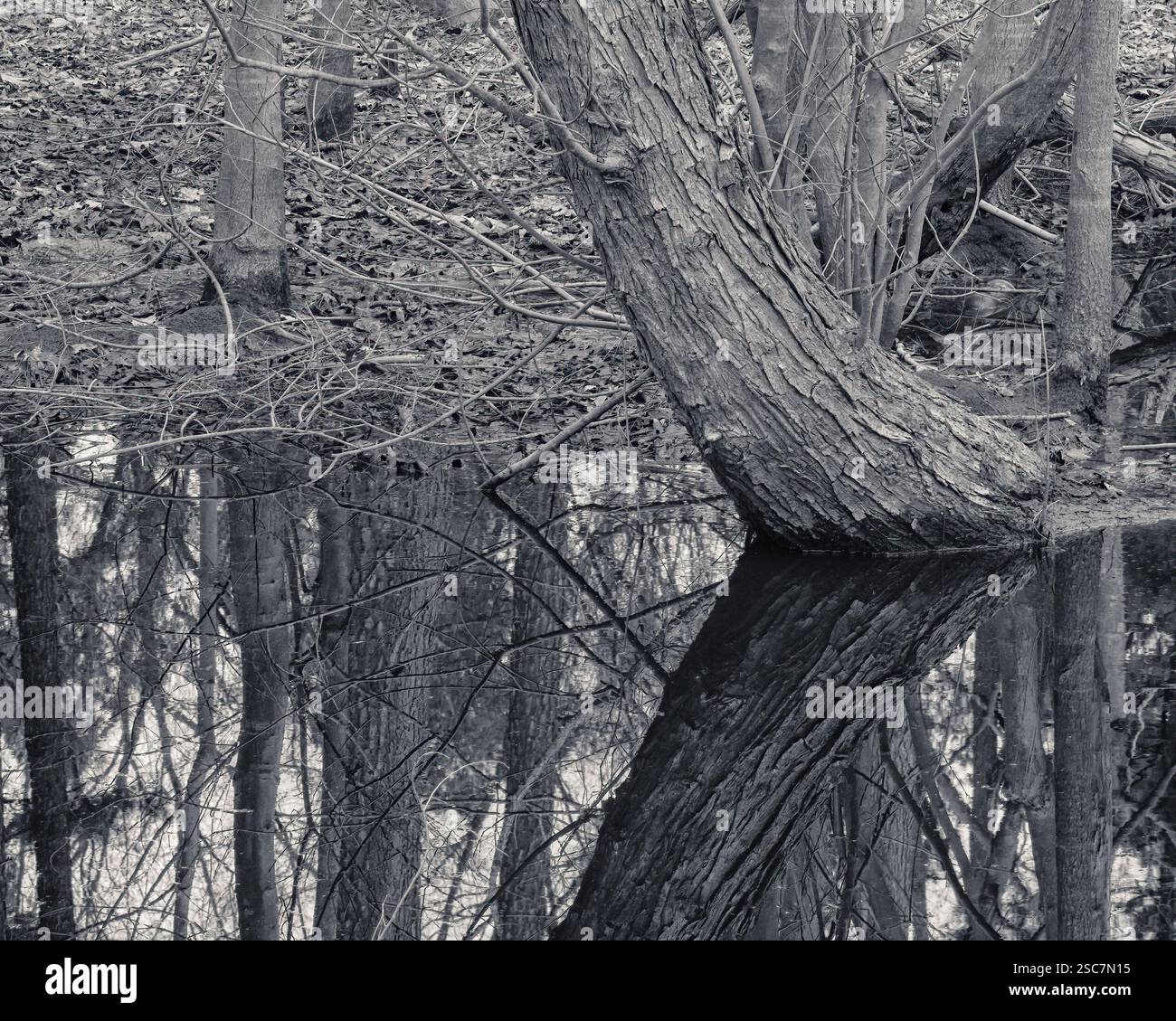 Un arbre penché se reflète dans l'eau calme, créant une symétrie naturelle. Les tons monochromes améliorent les textures et le contraste de la scène boisée. Banque D'Images