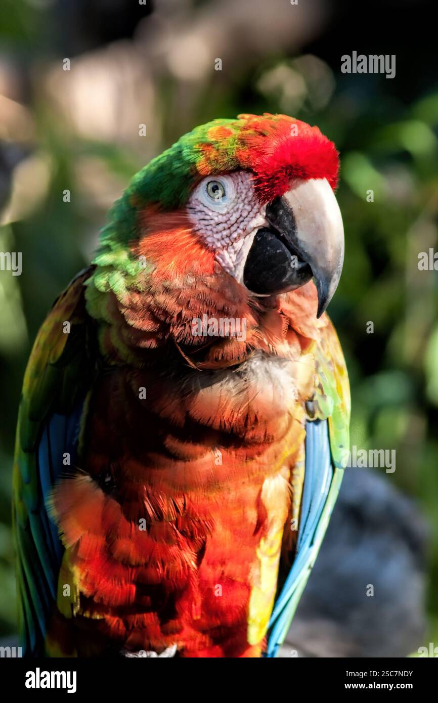 Un perroquet coloré avec un bec rouge et des plumes vertes et jaunes. Il est assis sur un rocher Banque D'Images