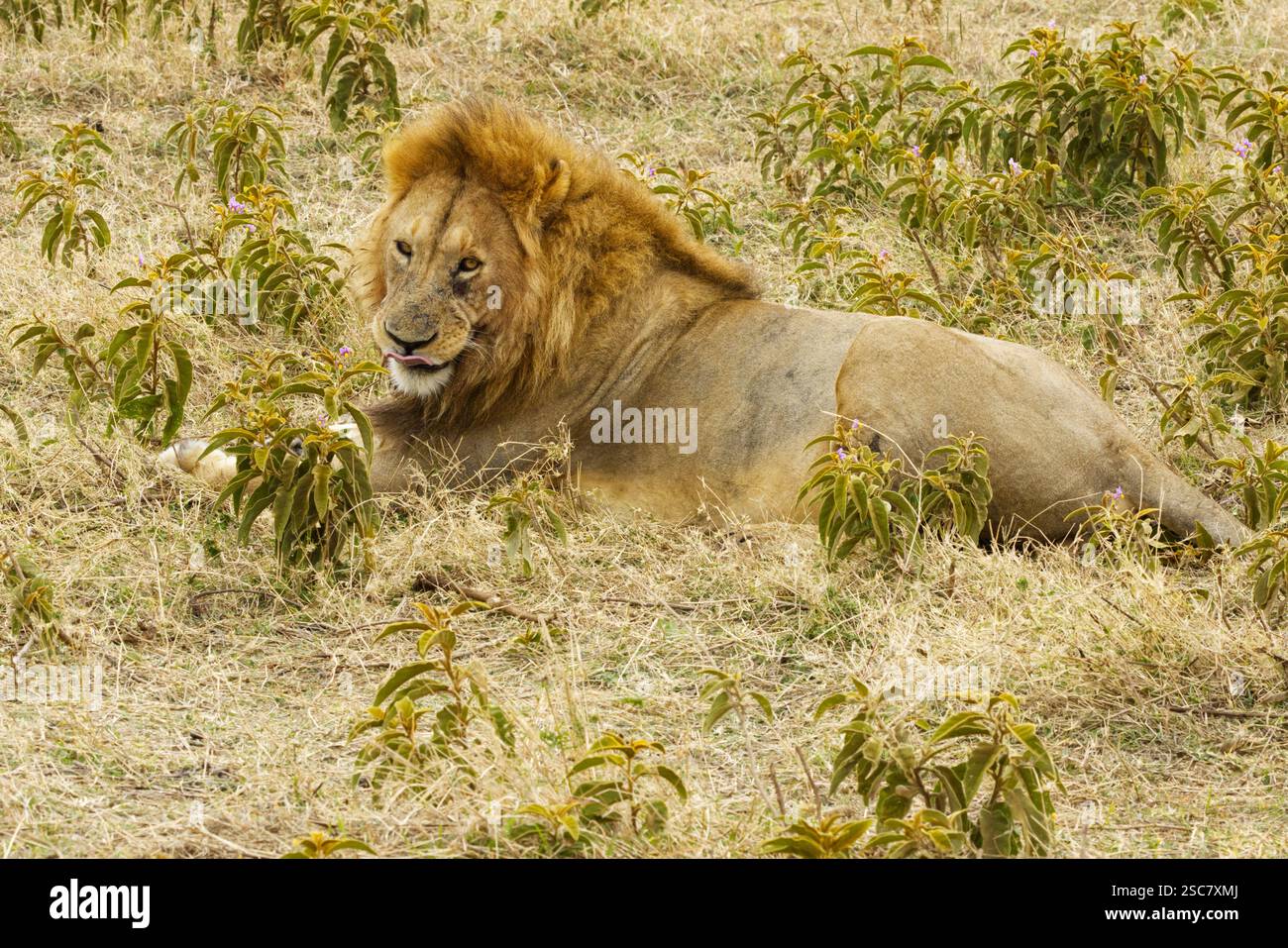Gros plan d'un lion (Panthera leo) se relaxant dans la zone de conservation de Ngorongoro, cratère de Ngorongoro, Tanzanie, Afrique Banque D'Images