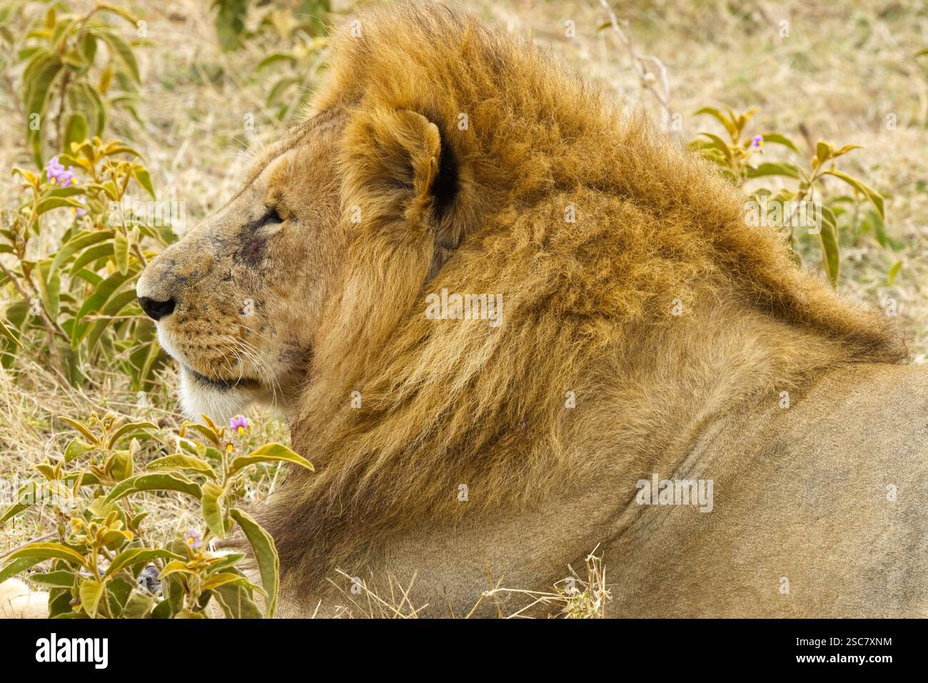 Gros plan d'un lion (Panthera leo) se relaxant dans la zone de conservation de Ngorongoro, cratère de Ngorongoro, Tanzanie, Afrique Banque D'Images