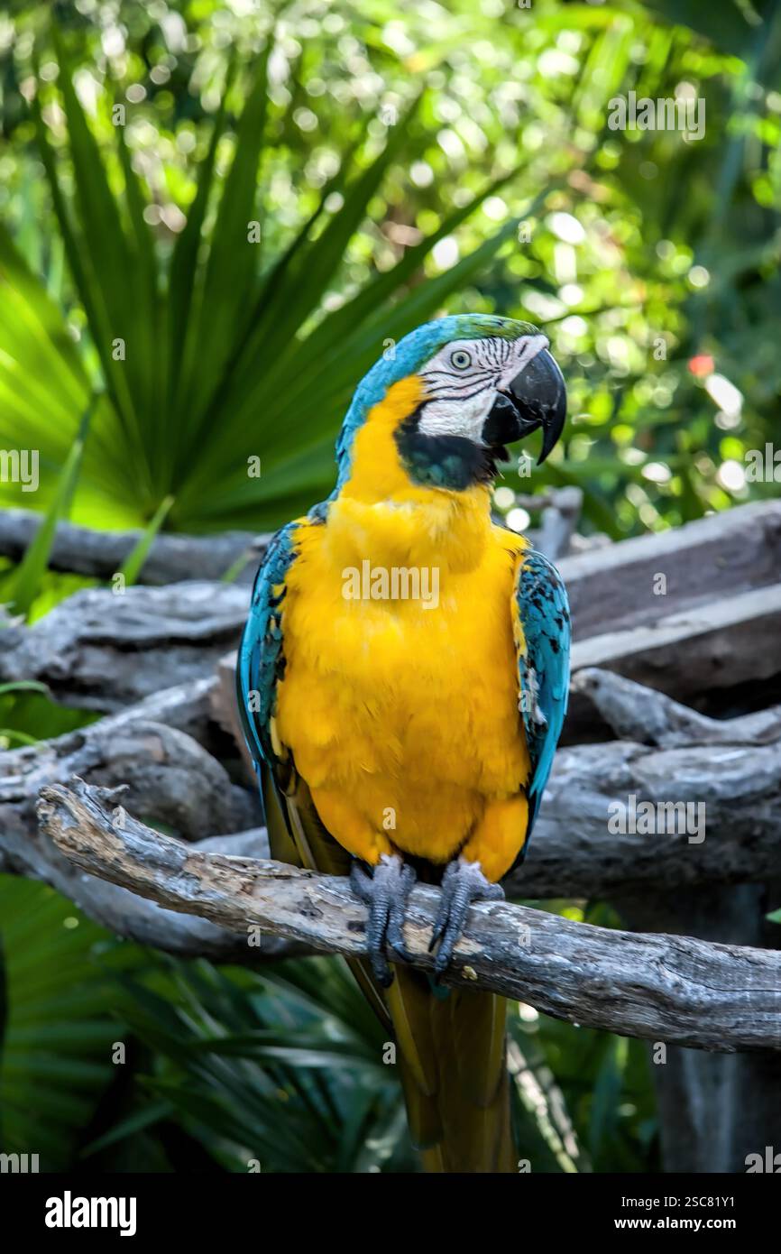 Un perroquet jaune et bleu est perché sur une branche. L'oiseau regarde la caméra Banque D'Images