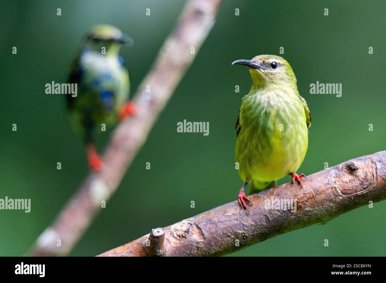 Costa Rica, Arenal. Femelle de Honeycreeper à pattes rouges (Cyanerpes cyaneus) avec mâle immature au loin. Banque D'Images