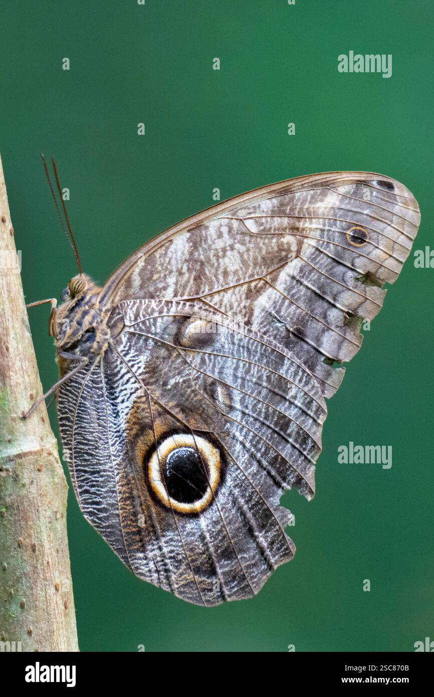 Costa Rica, région d'Arenal. Réserve biologique Ecocentro Danau, jardin des papillons. Papillon hibou. Banque D'Images